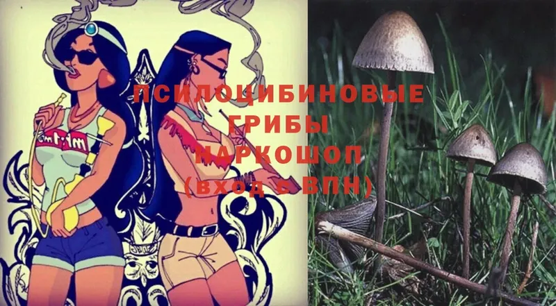 цены   Туринск  Псилоцибиновые грибы Psilocybe 